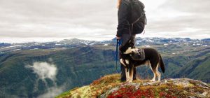 Keep Ticks Off Dogs While Hiking - Easy Tips! Best dog friendly hiking trails