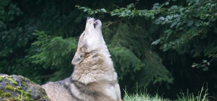 wolf hiking