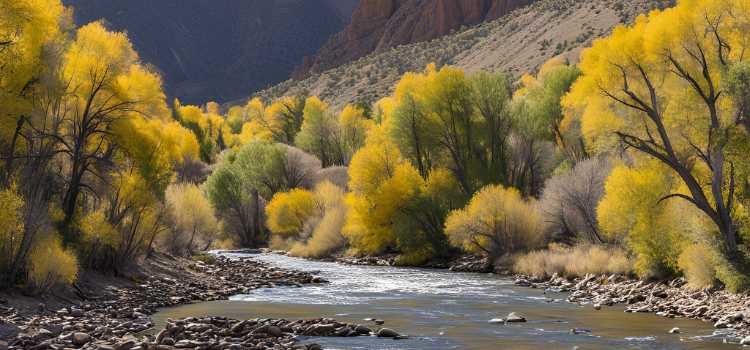 Gunnison River – A Trout Haven
